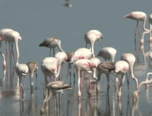 Flamingolar Gülseren Göleti’nde görsel bir şova imza attılar