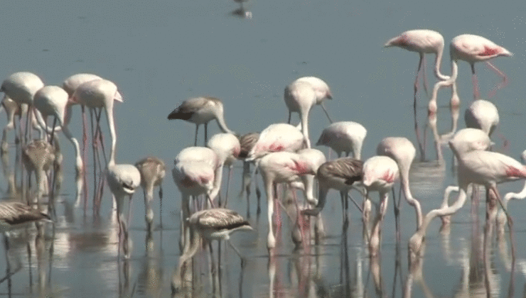 Flamingolar Gülseren Göleti’nde görsel bir şova imza attılar