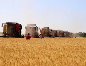 Buğday alım fiyatı netleşti 2023: 1 ton, 1 kg buğday kaç TL, TMO buğday fiyatları 2023 kaç TL? İşte güncel buğday fiyatları…