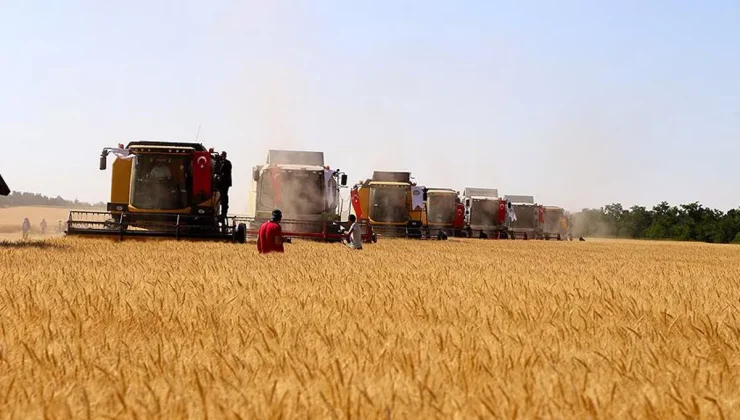 Buğday alım fiyatı netleşti 2023: 1 ton, 1 kg buğday kaç TL, TMO buğday fiyatları 2023 kaç TL? İşte güncel buğday fiyatları…